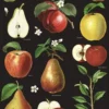 Juliste Cavallini - Apples & Pears