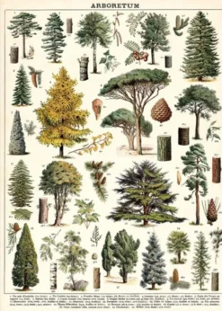 Juliste Cavallini - Arboretum
