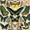 Juliste Cavallini - Butterflies
