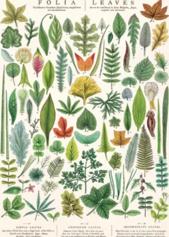 Juliste Cavallini - Folia Leaves