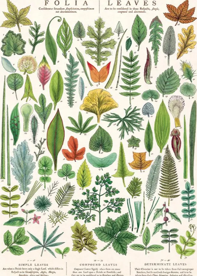 Juliste Cavallini - Folia Leaves