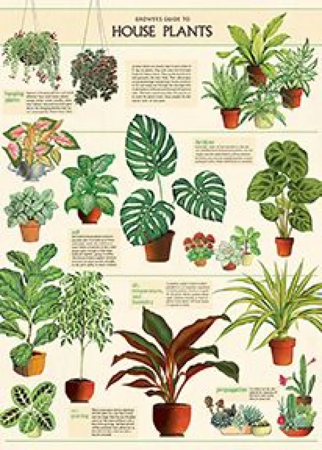 Juliste Cavallini - Houseplants
