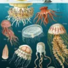 Juliste Cavallini - Jellyfish Oceanography