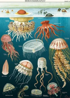Juliste Cavallini - Jellyfish Oceanography