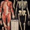 Juliste Cavallini - L'Anatomie