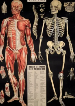 Juliste Cavallini - L'Anatomie