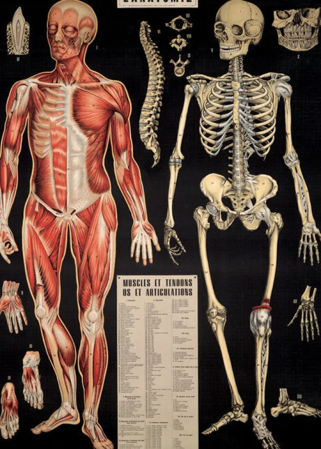 Juliste Cavallini - L'Anatomie