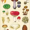Juliste Cavallini - Mushrooms 2