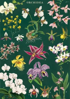 Juliste Cavallini - Orchid