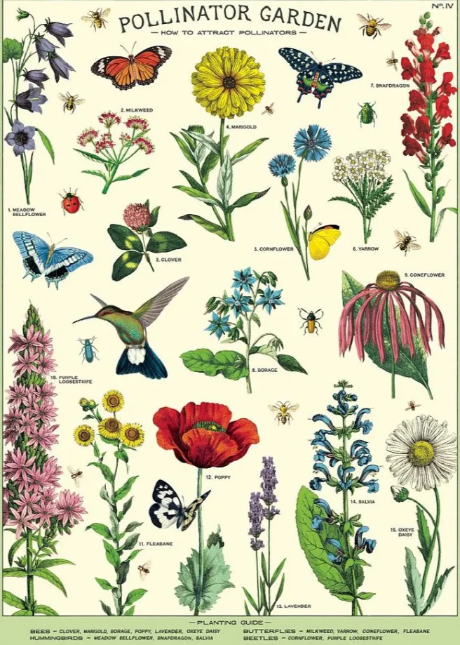 Juliste Cavallini - Pollinators