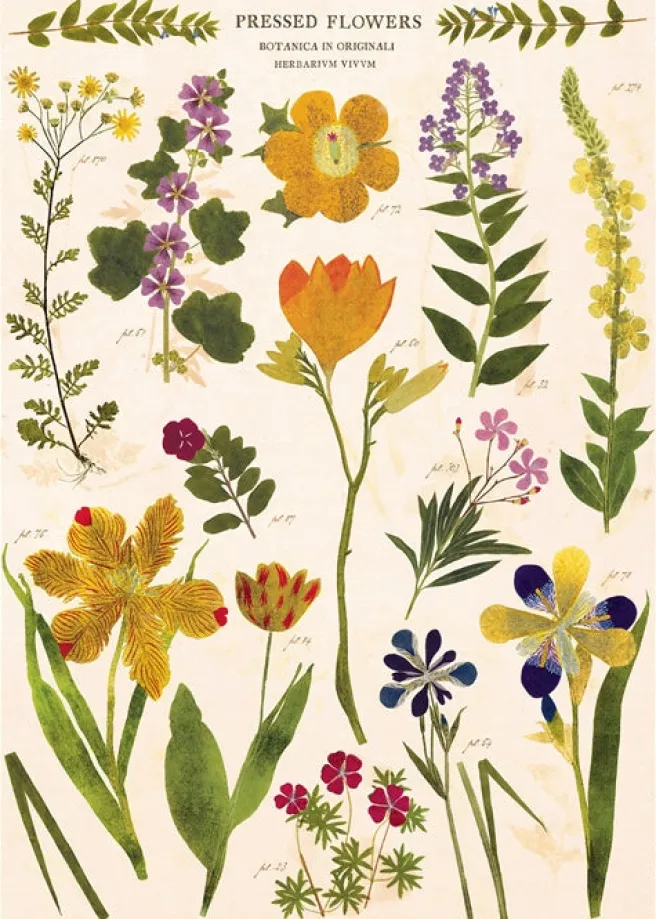 Juliste Cavallini - Pressed Flowers