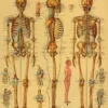 Juliste Cavallini - Skeleton