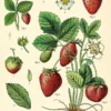 Juliste Cavallini - Strawberry