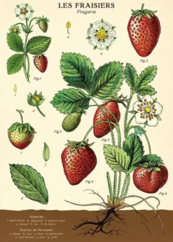 Juliste Cavallini - Strawberry
