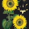 Juliste Cavallini - Sunflower