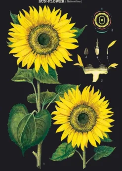 Juliste Cavallini - Sunflower