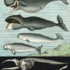 Juliste Cavallini - Whale Chart