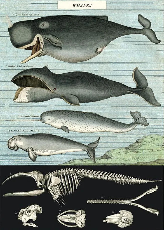 Juliste Cavallini - Whale Chart